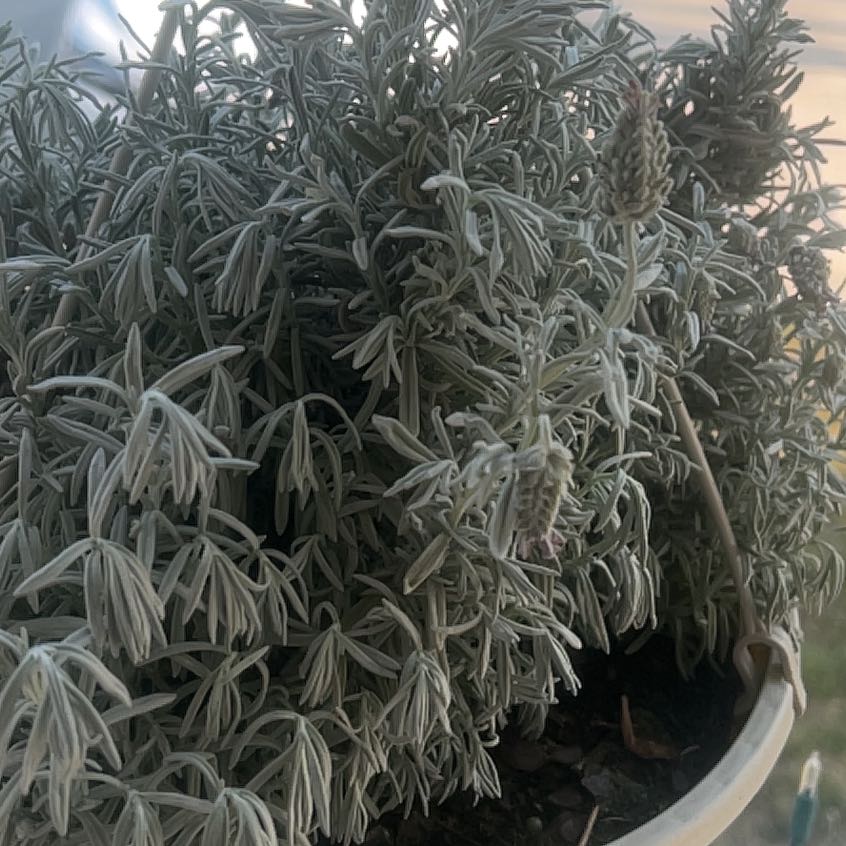 Photo of the plant species Lavender 'Blue Scent Early' by @LaudableFord91 named McKinley on Greg, the plant care app