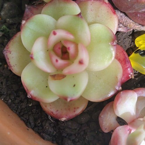 Photo of the plant species Crassula Orbicularis by @HotBostonfern39 named Zion on Greg, the plant care app