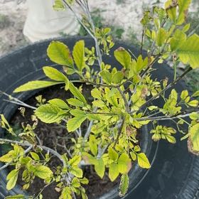 Photo of the plant species Oregon Ash by @FunRubbercup34 named Zion on Greg, the plant care app