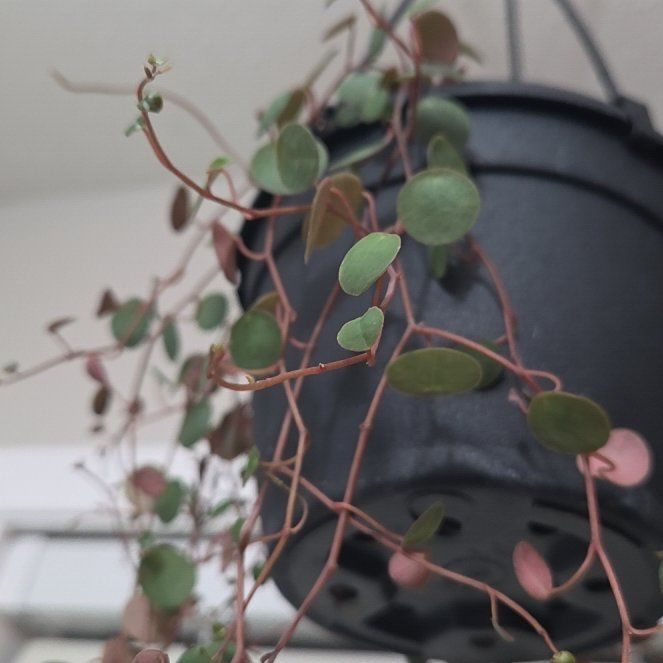 Photo of the plant species Peperomia 'Pepperspot' by @FlyingPlanera68 named Harmony on Greg, the plant care app