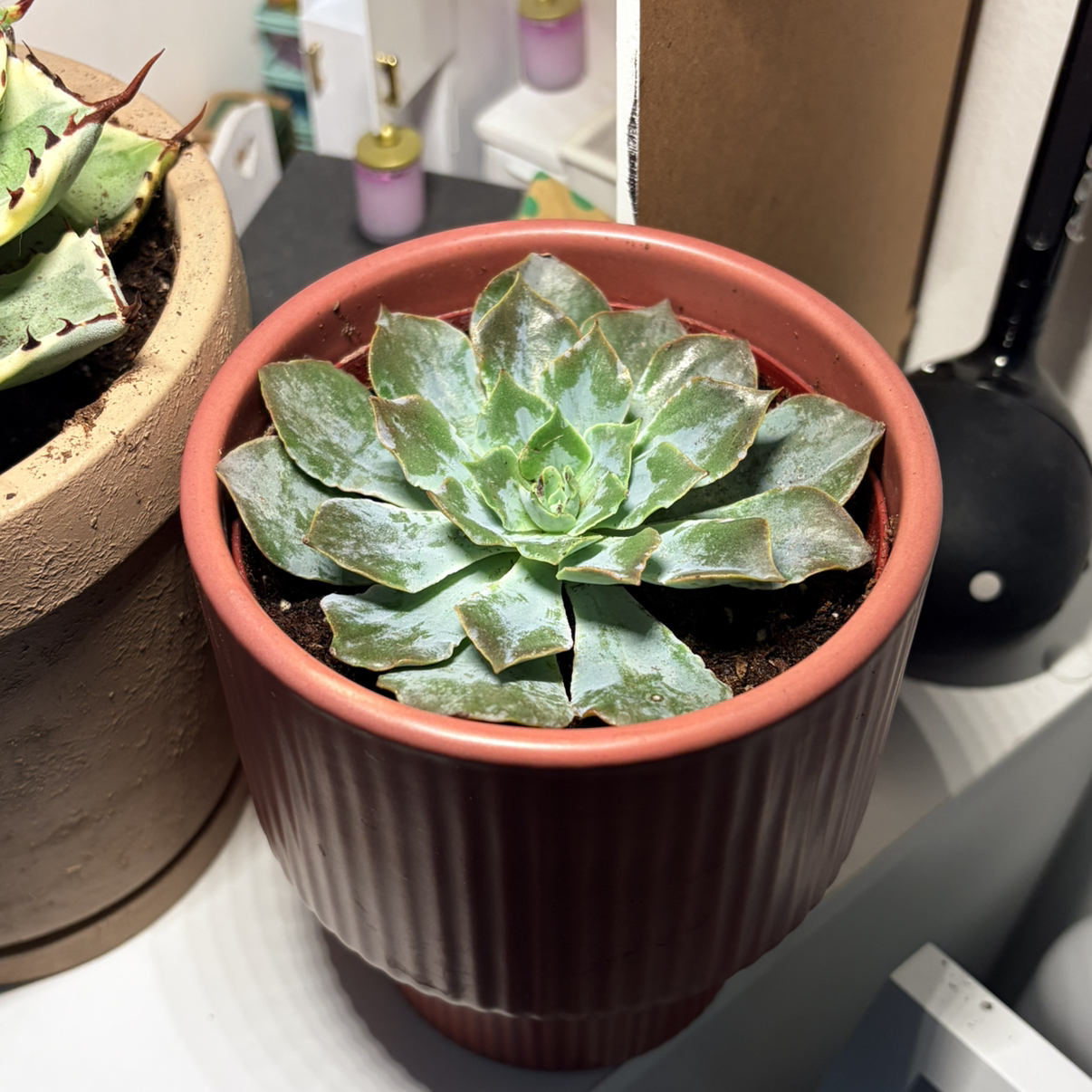 Photo of the plant species Echeveria 'Blue Heron' by @SublimeKale16 named Poco on Greg, the plant care app
