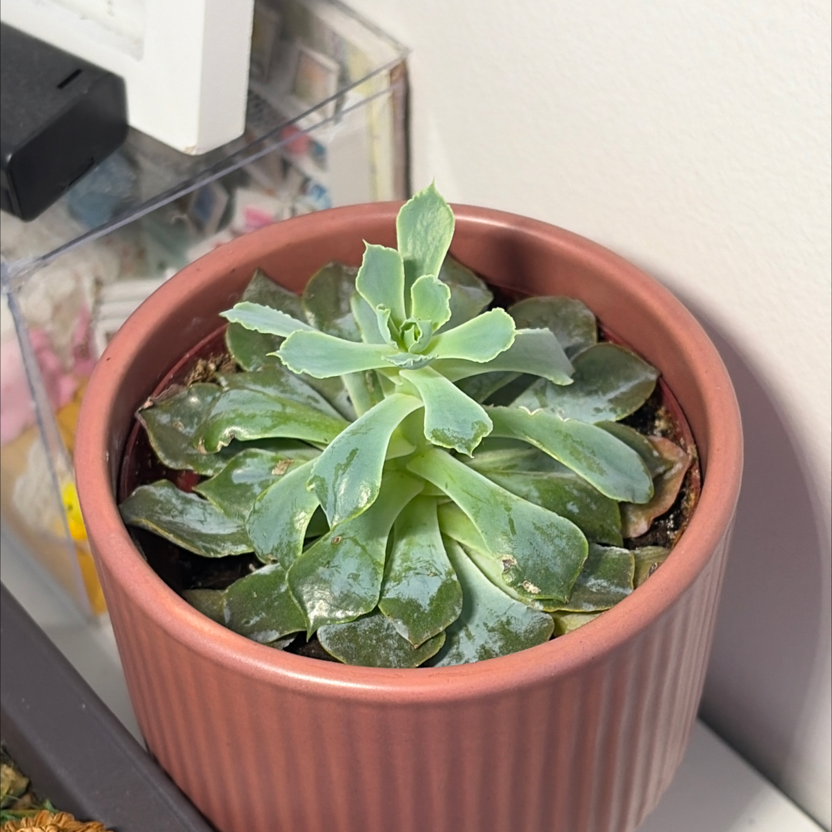 Photo of the plant species Echeveria 'Blue Heron' by @SublimeKale16 named Poco on Greg, the plant care app