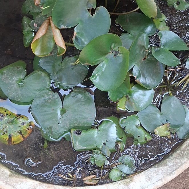 Photo of the plant species European White Waterlily by @VipGuapilla62 named ChloroPhil on Greg, the plant care app
