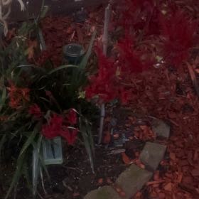 Photo of the plant species Kangaroo Paw by @ActiveChilli92 named Sherlock on Greg, the plant care app