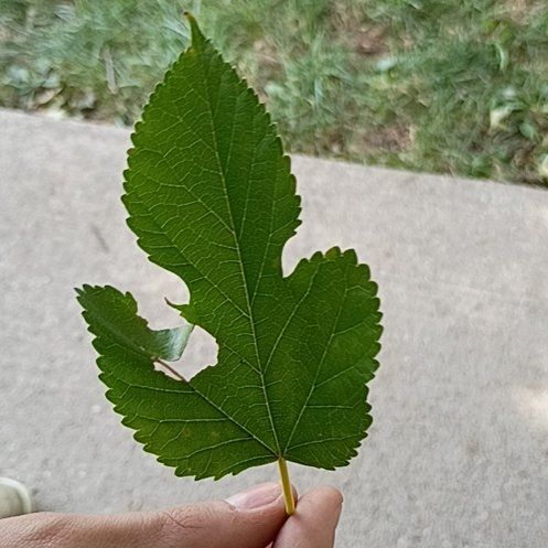 Photo of the plant species White Mulberry by @LuxuryOrchids named Bigleef Smalls on Greg, the plant care app