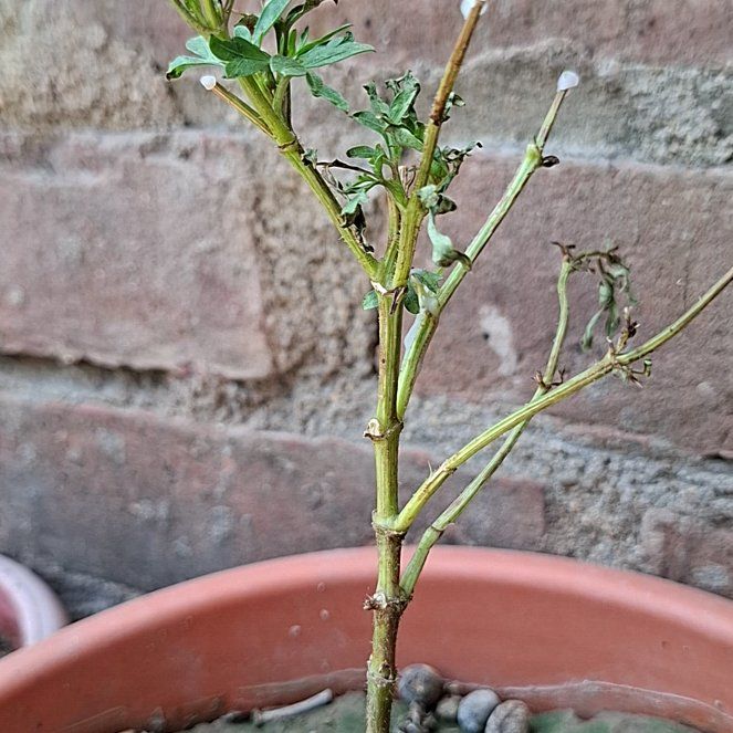 Photo of the plant species Cosmos 'Cosmic' by @PrizedTitoki81 named Apollo on Greg, the plant care app