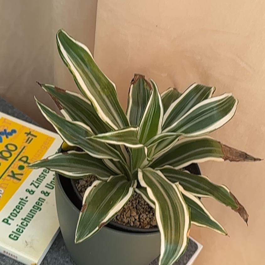Photo of the plant species Monstera deliciosa 'Bulbosaur' by @BreezyGray69 named ChloroPhil on Greg, the plant care app