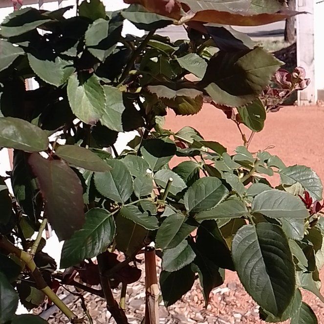Photo of the plant species Pope John Paul II Rose by @RoundAgave62 named da Vinci on Greg, the plant care app