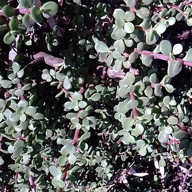 Photo of the plant species Jade by @RoundAgave62 named Anne on Greg, the plant care app