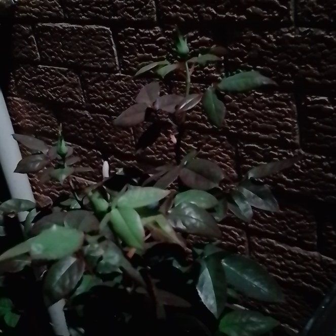 Photo of the plant species Hybrid Tea Rose by @RoundAgave62 named Clooney on Greg, the plant care app