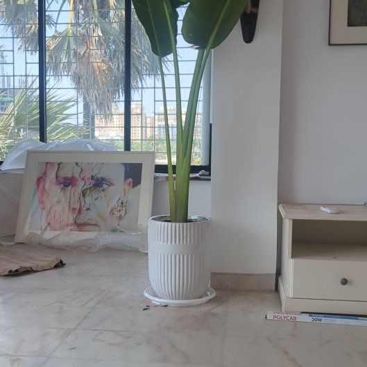 Photo of the plant species Travellers Palm by @ApprovingCosmo2 named Cleopatra on Greg, the plant care app
