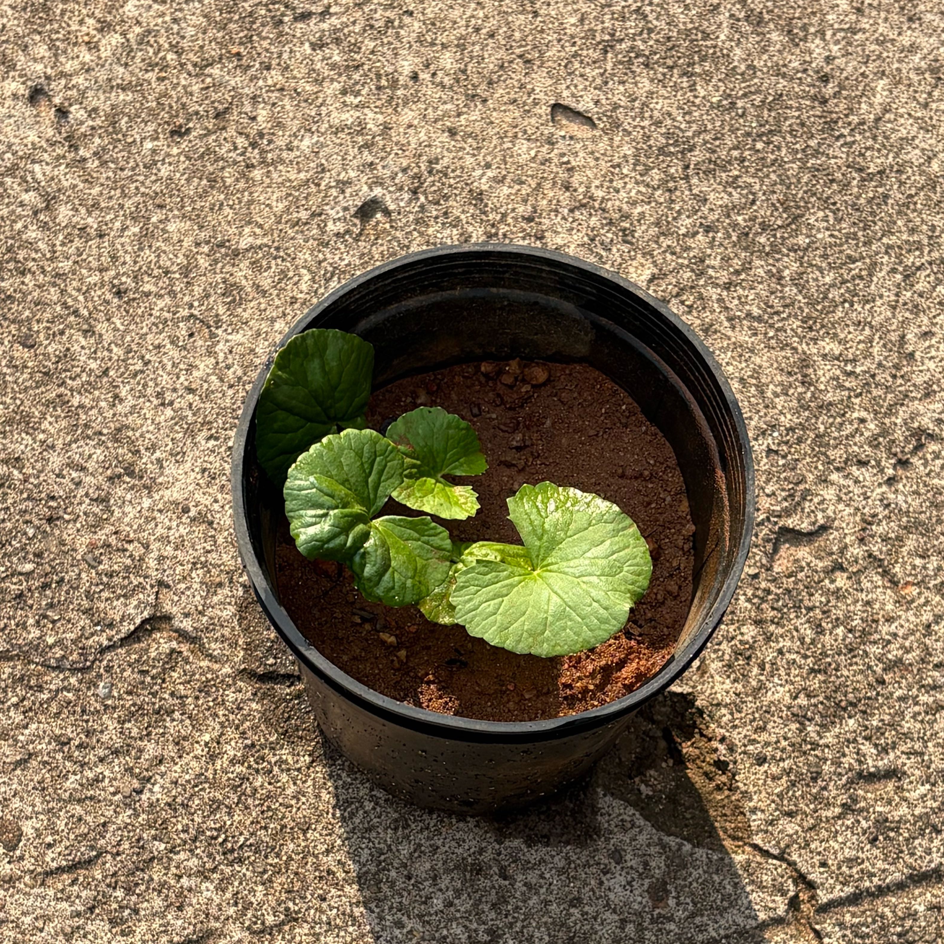 Photo of the plant species Indian Pennywort by @HipAgboy51 named Outdoors on Greg, the plant care app