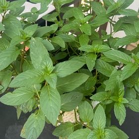 Photo of the plant species Mint by @GiftedPurei15 named Kobe on Greg, the plant care app