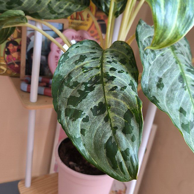 Photo of the plant species Aglaonema 'Tigress' by @QuesterRedash69 named Orlando Bloom on Greg, the plant care app