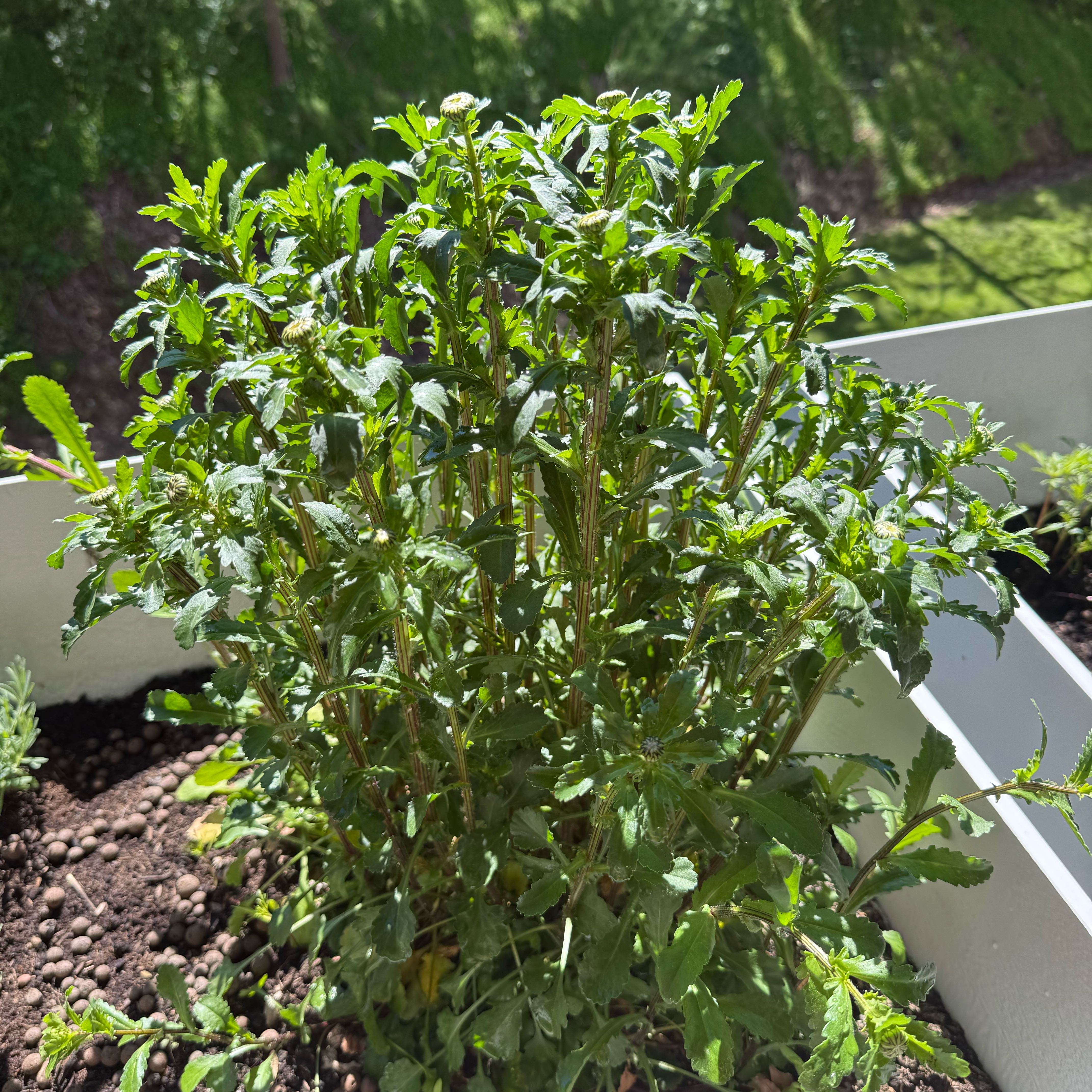 Photo of the plant species Shasta Daisy by @FancyCat33 named Homer on Greg, the plant care app