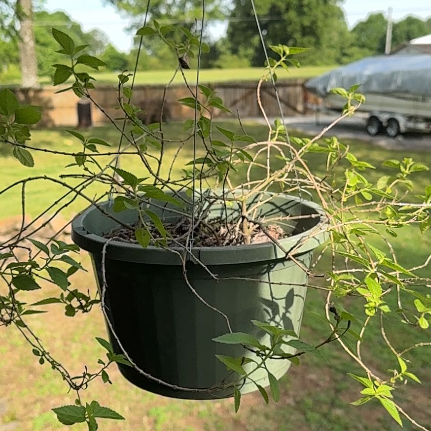 Photo of the plant species Carolina Jessamine by @SportPlanera80 named Miley on Greg, the plant care app