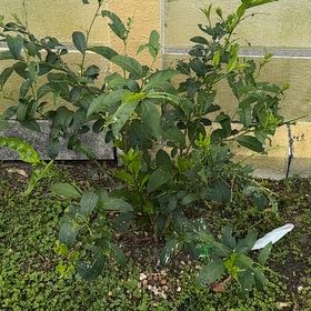 Photo of the plant species Night-Blooming Jessamine by @ZestChards96 named Beckham on Greg, the plant care app