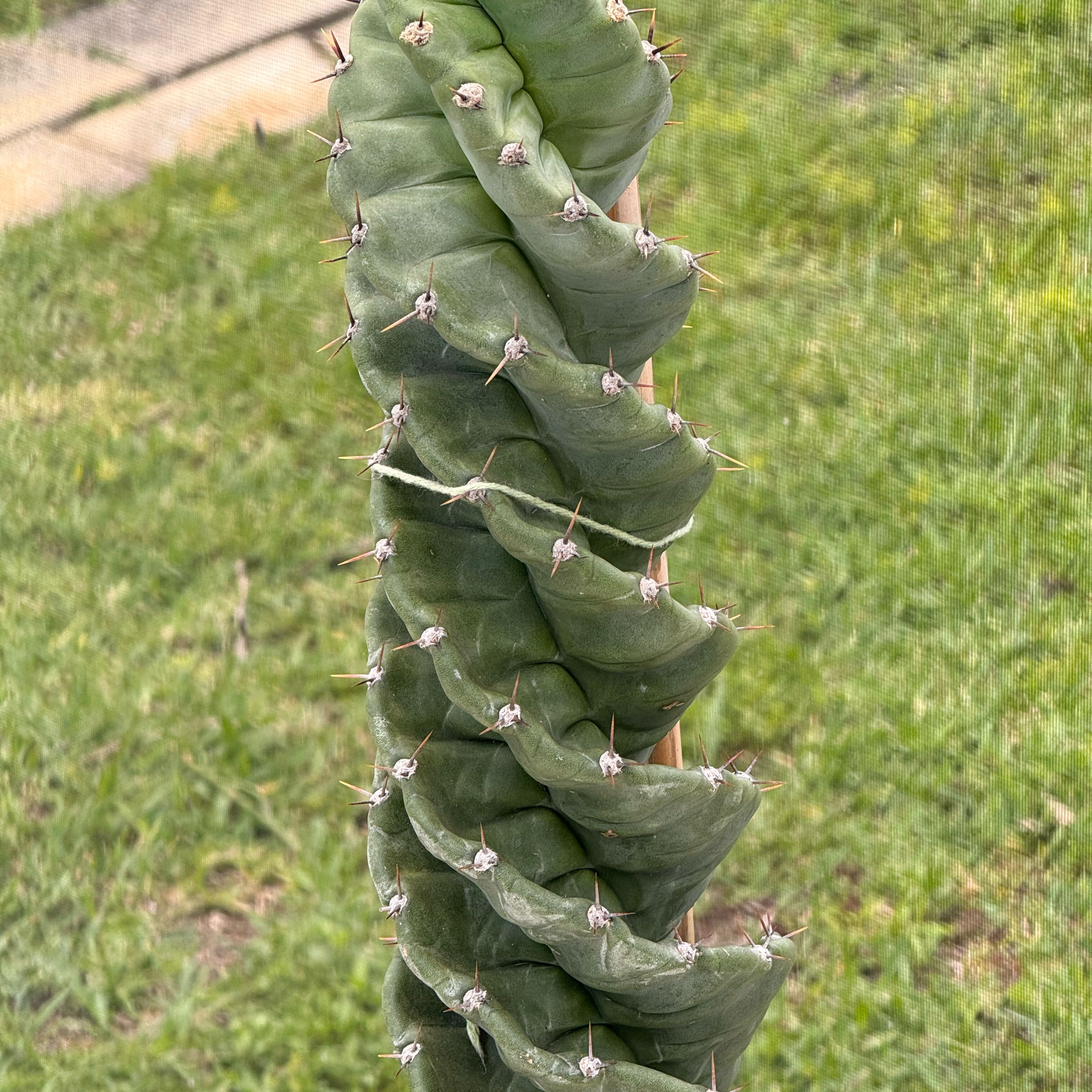 Photo of the plant species Spiral Cactus by @ZestChards96 named Apollo on Greg, the plant care app
