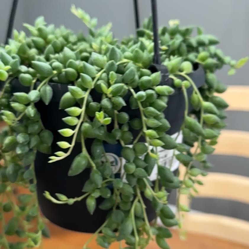 Photo of the plant species String Of Raindrops by @DazzlingPurei85 named Keanu Leaves on Greg, the plant care app