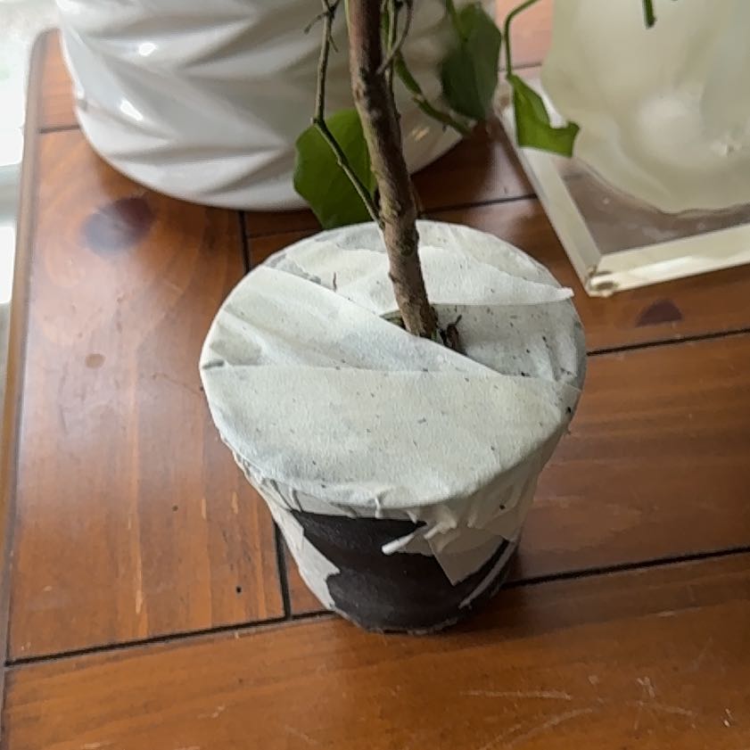 Photo of the plant species White Bladderflower by @FunLilac33 named da Vinci on Greg, the plant care app