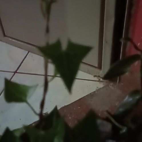 Photo of the plant species Cape Ivy by @MrReu named Orlando Bloom on Greg, the plant care app