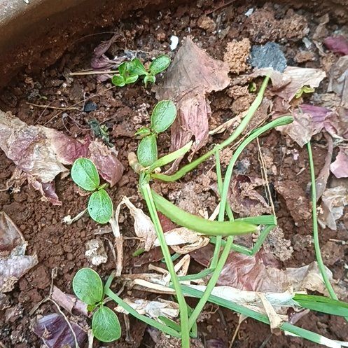 Photo of the plant species Pepper Elder by @MrReu named Fernie Mercury on Greg, the plant care app