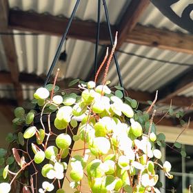 Photo of the plant species Trailing Jade by @DeftJavafern72 named Trailing jade on Greg, the plant care app