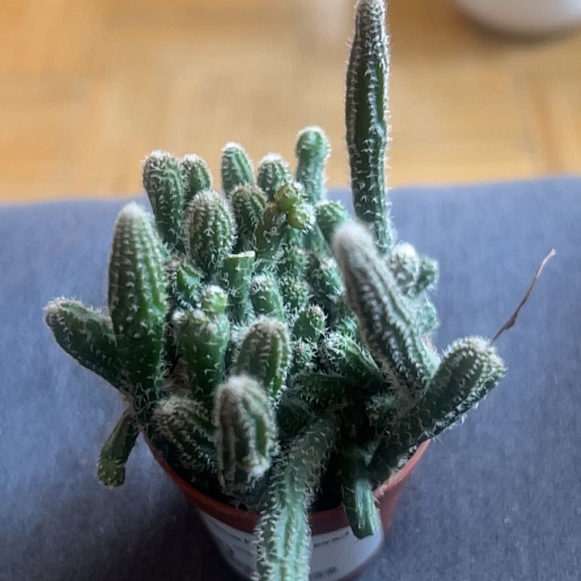 Photo of the plant species Mistletoe Cactus by @VitalRainbow30 named Keanu Leaves on Greg, the plant care app