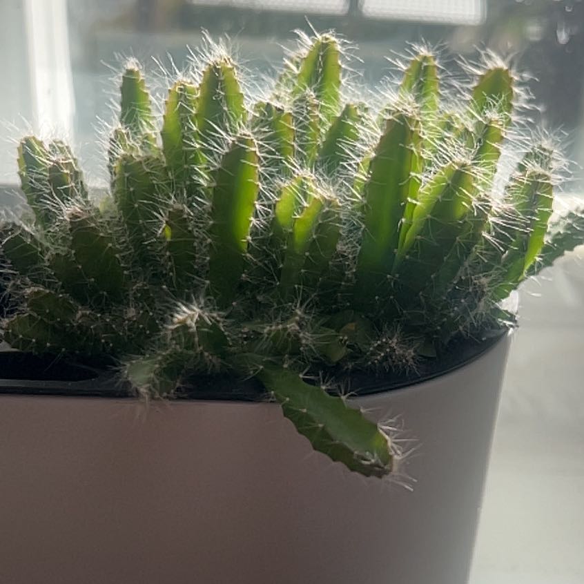 Photo of the plant species dragon fruit by @VitalRainbow30 named Girlfrond on Greg, the plant care app