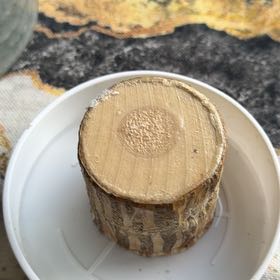 Photo of the plant species Brazilwood by @YernRamsons75 named Sanders on Greg, the plant care app