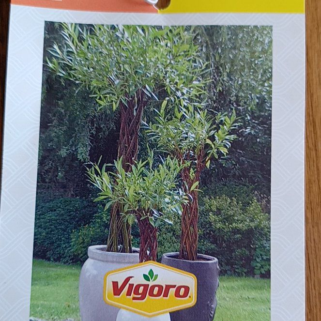 Photo of the plant species braided willow by @ChiefAgboy9 named Athena on Greg, the plant care app