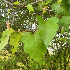 Photo of the plant species Amur Maple by @RadTawapou5 named Shakira on Greg, the plant care app