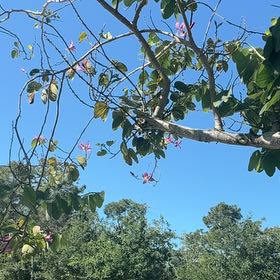Photo of the plant species Orchid Tree by @KeenSubclover11 named Miley on Greg, the plant care app