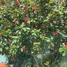 Photo of the plant species Spicy Jatropha by @KeenSubclover11 named Naomi on Greg, the plant care app