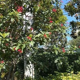 Photo of the plant species Spicy Jatropha by @KeenSubclover11 named Muhammad Ali on Greg, the plant care app