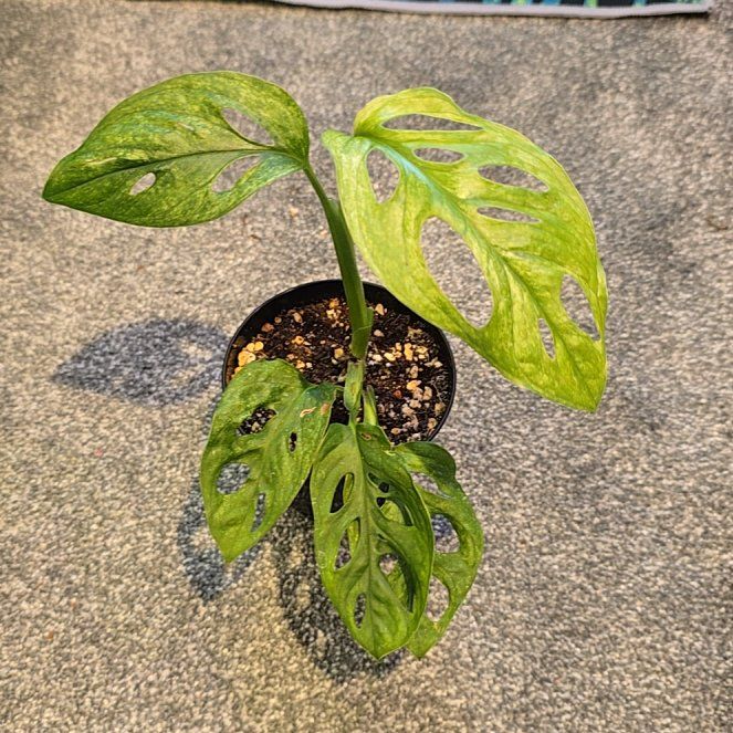Photo of the plant species Monstera Mint by @TenableBlueweed named Darwin on Greg, the plant care app