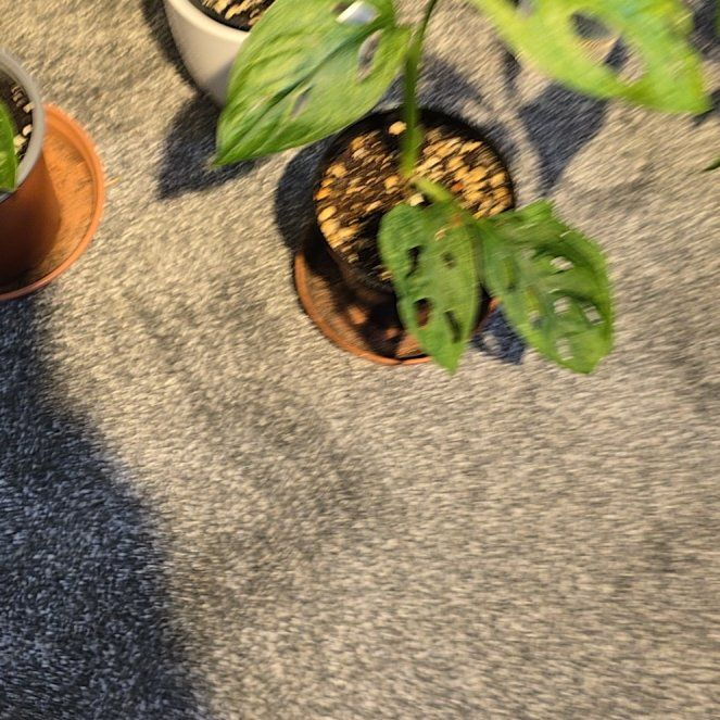 Photo of the plant species Monstera Peru by @TenableBlueweed named Emerson on Greg, the plant care app