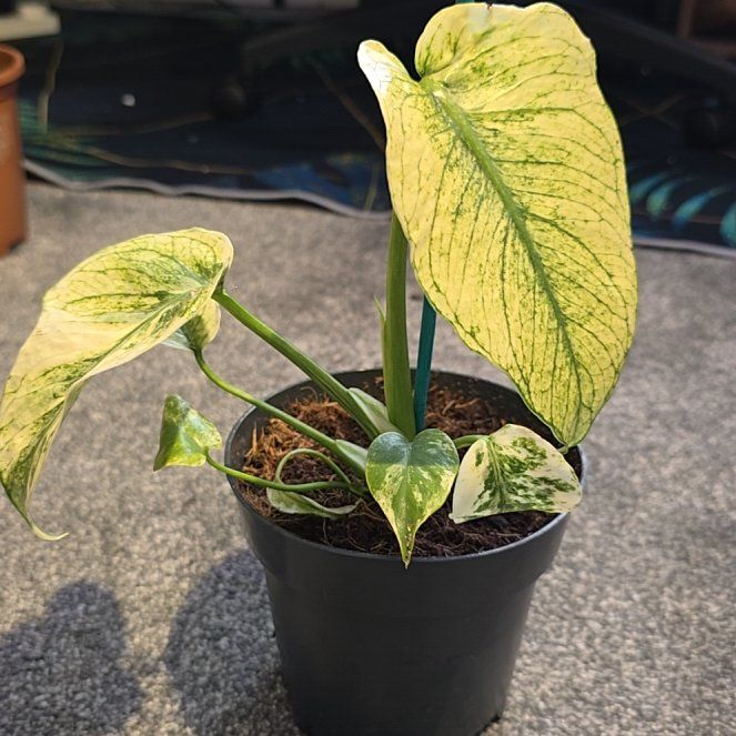 Photo of the plant species Monstera deliciosa 'Mint Variegata' by @TenableBlueweed named Marvin on Greg, the plant care app