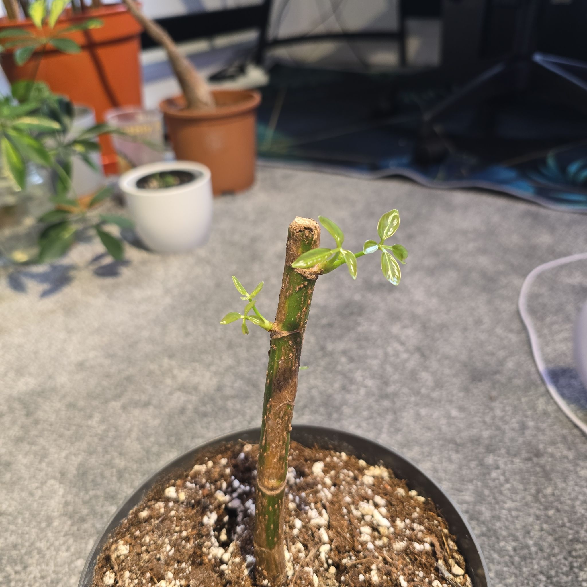Photo of the plant species Dwarf Umbrella Tree 'Gold Capella' by @TenableBlueweed named Denali on Greg, the plant care app