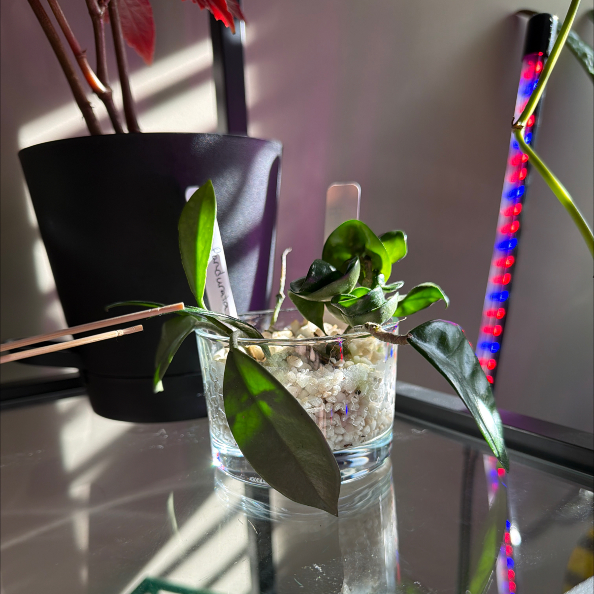 Photo of the plant species Hoya Silver by @Aylha named Treeyoncé on Greg, the plant care app