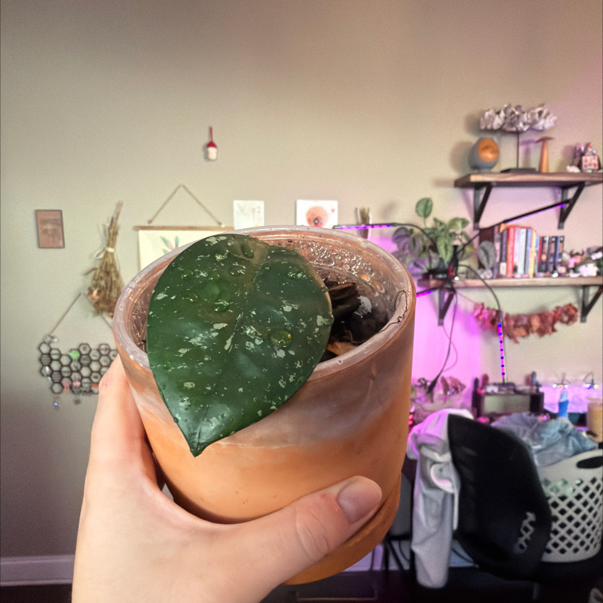 Photo of the plant species Carnosa Freckles Splash by @Aylha named Kylie on Greg, the plant care app