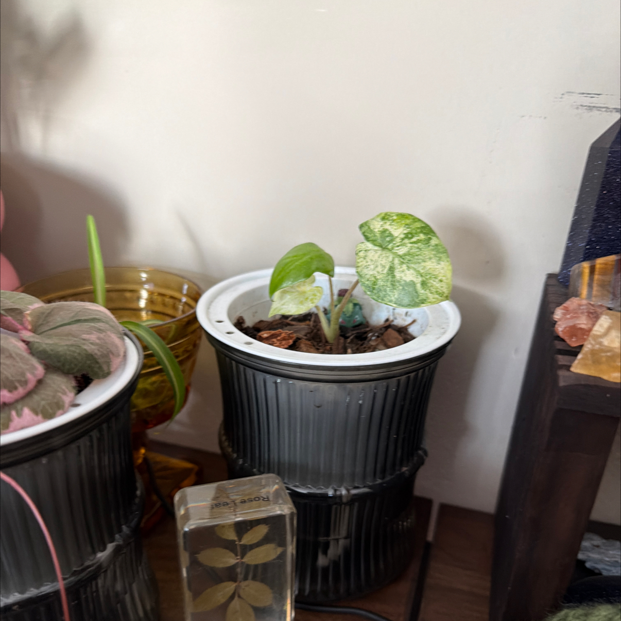 Photo of the plant species Variegated Alocasia Odora by @Aylha named Sproutacus on Greg, the plant care app