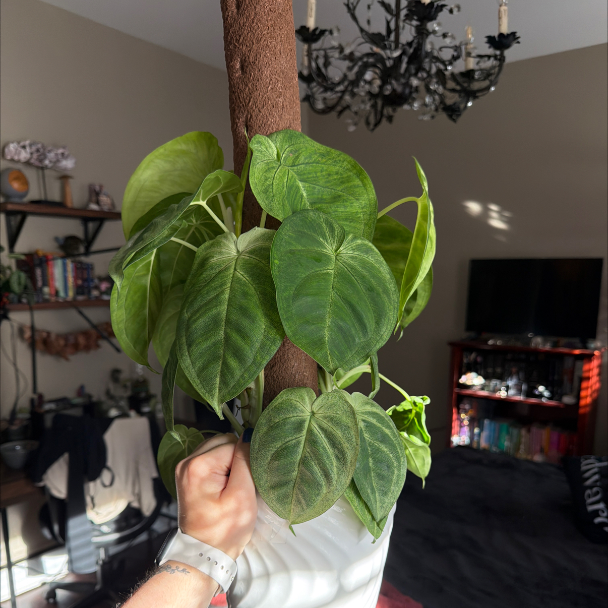 Photo of the plant species Syngonium Frosted Heart by @Aylha named Pax on Greg, the plant care app