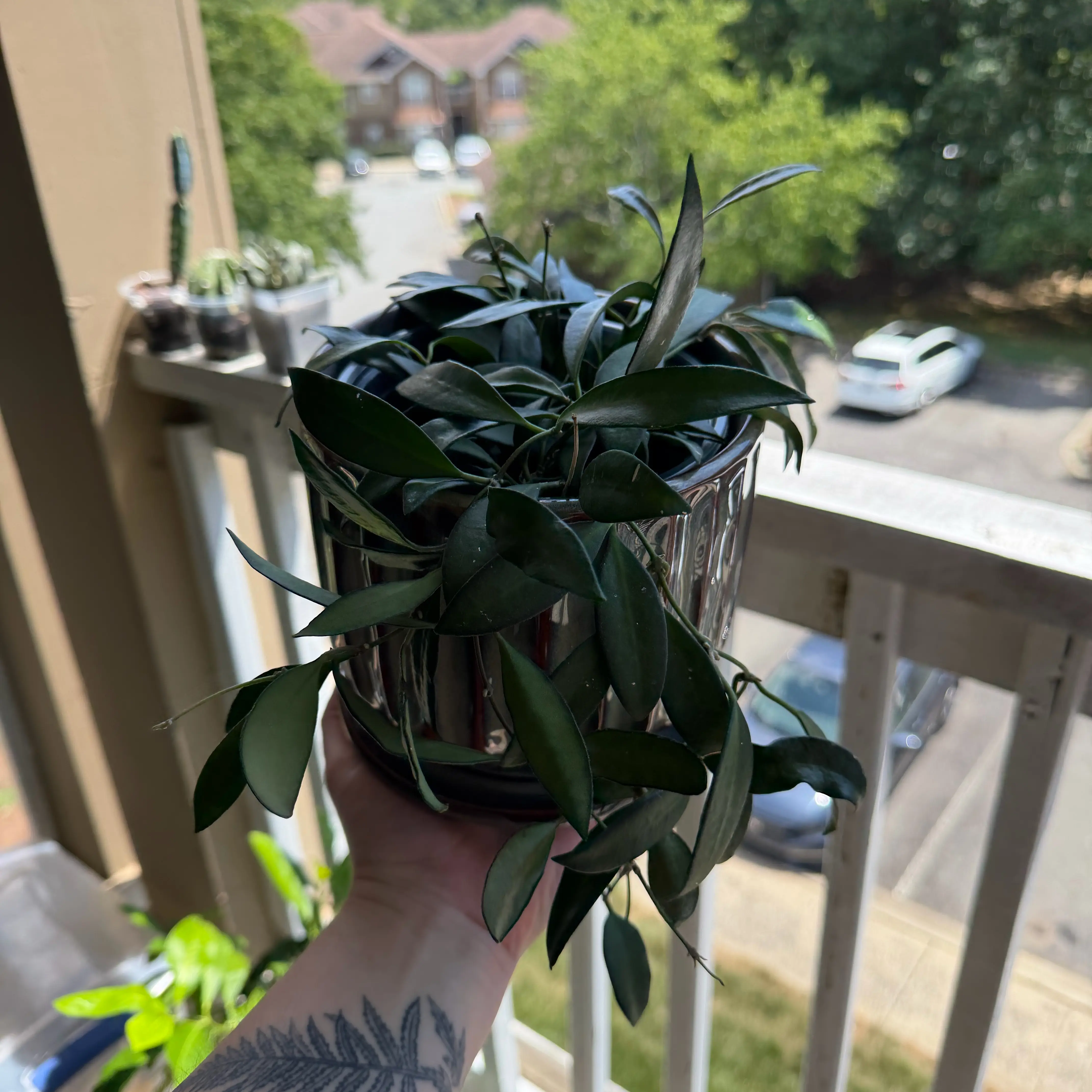 Photo of the plant species Hoya 'Burtoniae' by @Aylha named Emerson on Greg, the plant care app
