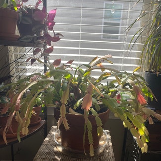 Christmas Cactus plant in Somewhere on Earth