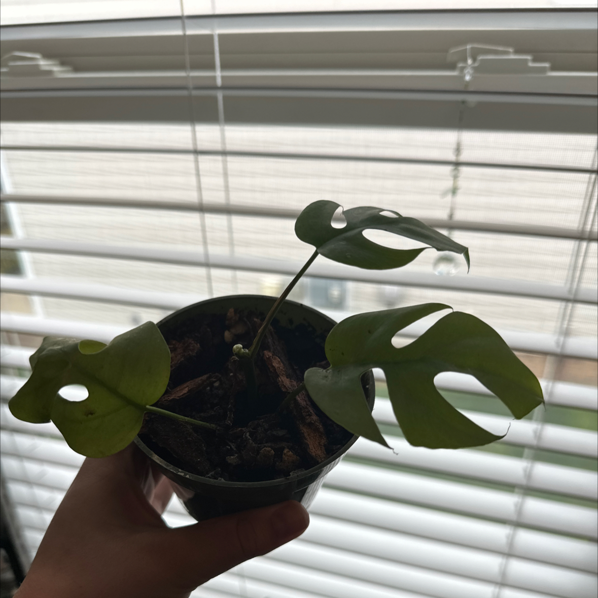 Mini Monstera plant photo by @Aylha named Goldy on Greg, the plant care app.