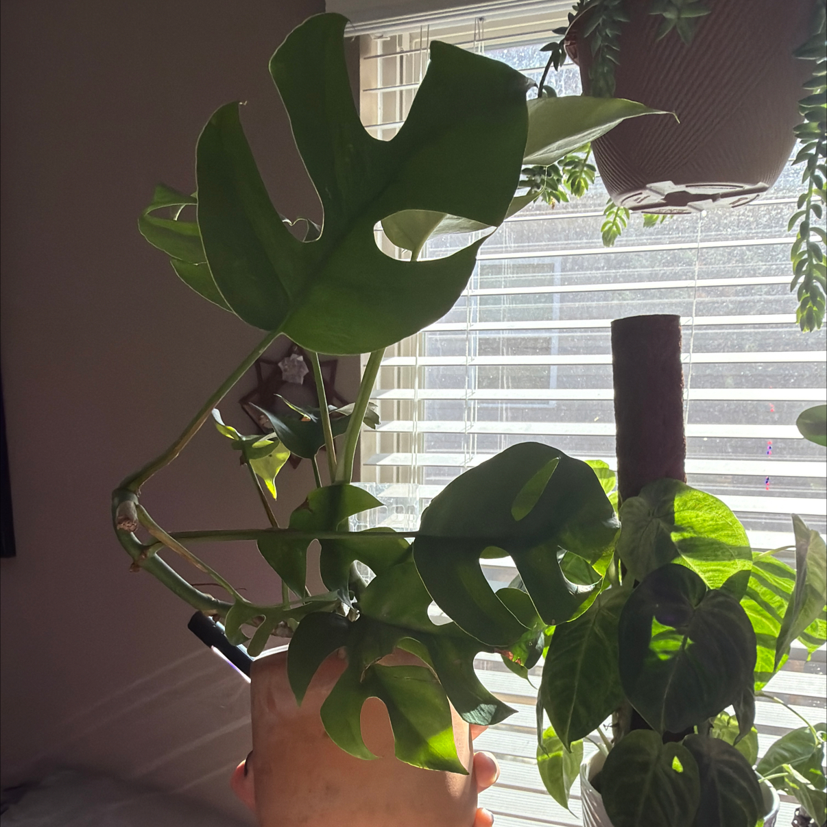 Mini Monstera plant photo by @Aylha named Goldy on Greg, the plant care app.