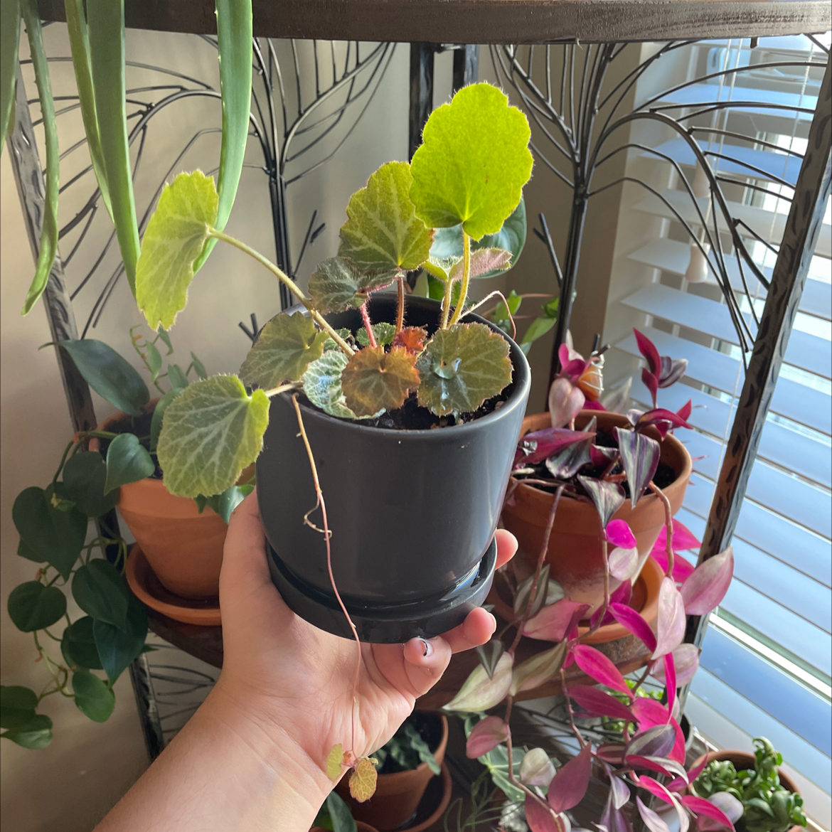Potted Strawberry Begonia plant held by a hand, with other plants in the background.