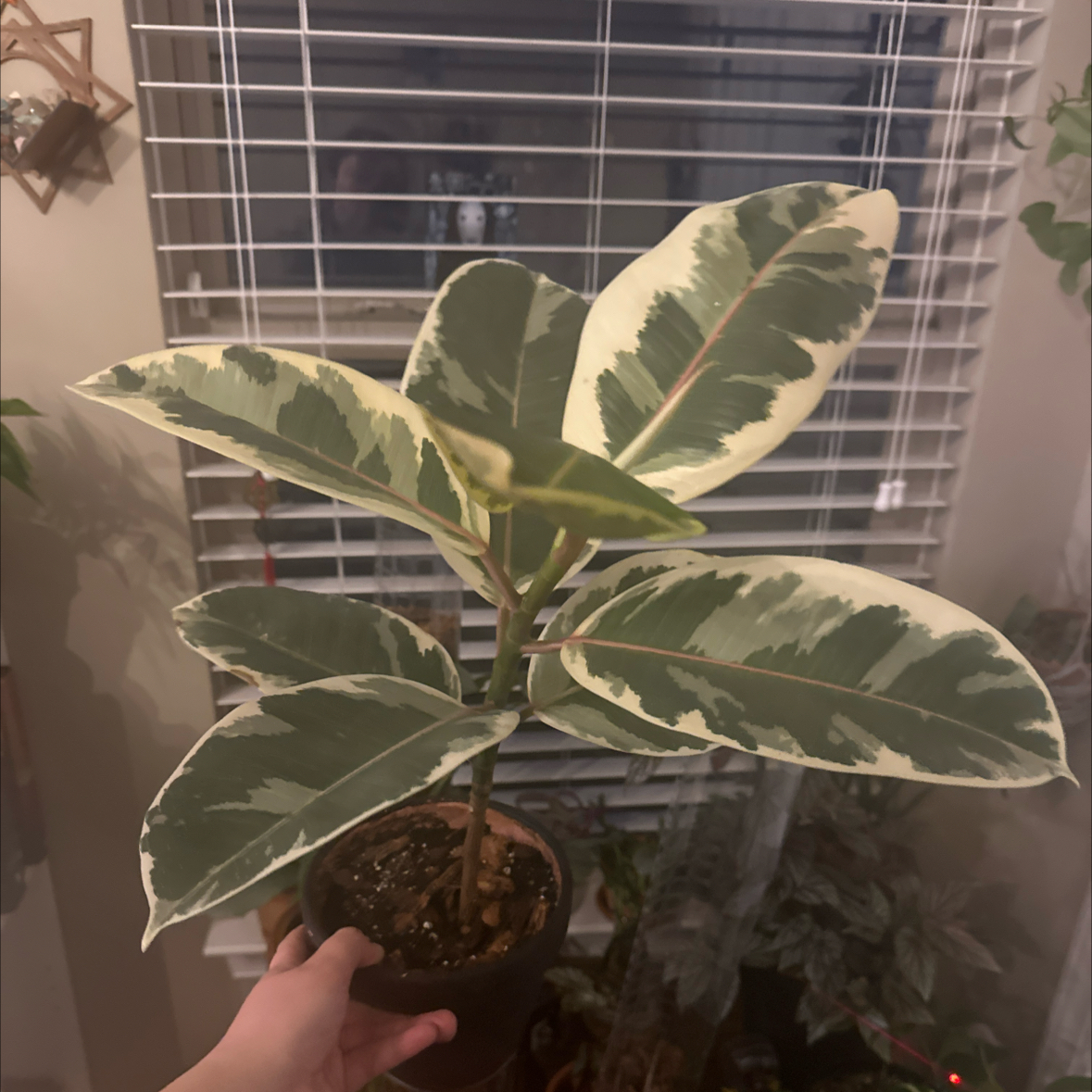 Variegated Rubber Tree plant photo by @Aylha named Addie on Greg, the plant care app.