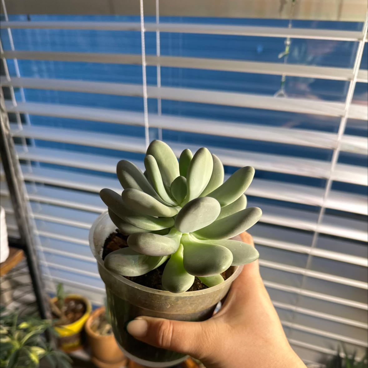 Jelly Bean Plant plant photo by @Aylha named Pepper on Greg, the plant care app.